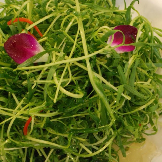 凉拌苦菊