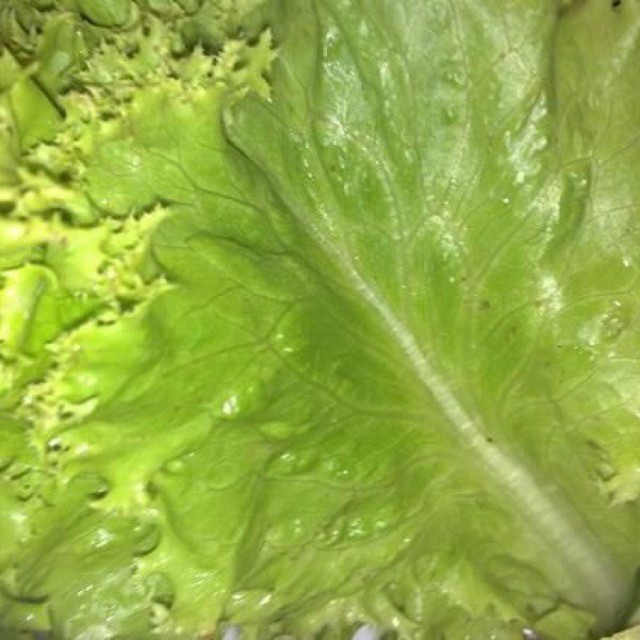 生菜