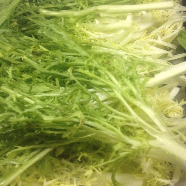 苦菊