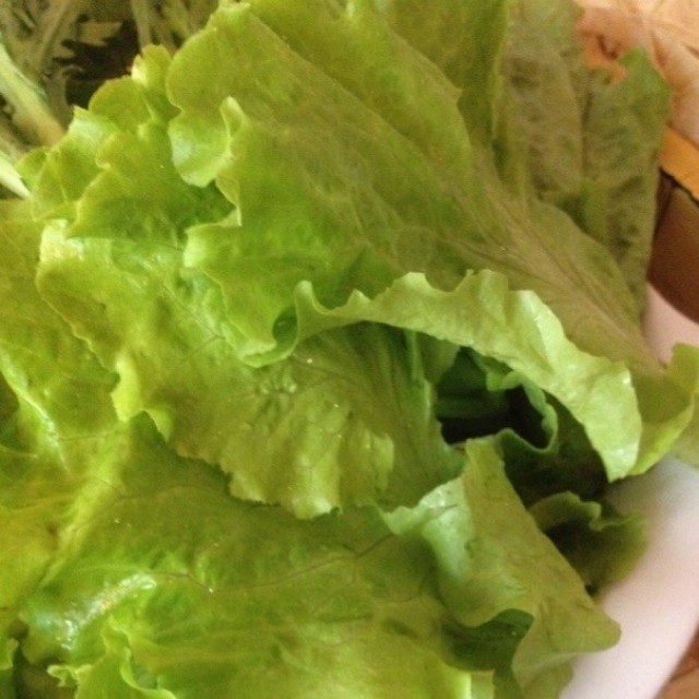 生菜