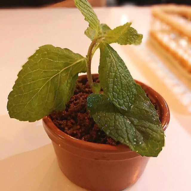 Flowerpot Milo Tiramisu